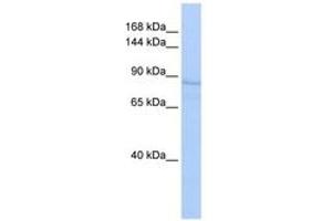 Image no. 1 for anti-Ribosome Binding Protein 1 (RRBP1) (AA 180-229) antibody (ABIN6743343) (RRBP1 antibody  (AA 180-229))