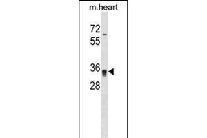 Mouse Hoxc8 Antibody (N-term) (ABIN1538819 and ABIN2848940) western blot analysis in mouse heart tissue lysates (35 μg/lane).