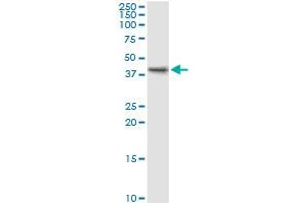 Phosducin-Like antibody  (AA 1-301)