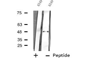 Western blot analysis of extracts from A549 cells using MAPK9 antibody. (JNK2 antibody  (N-Term))