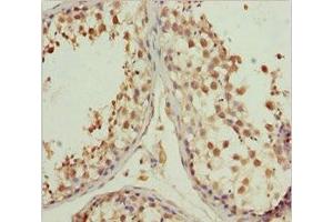 Immunohistochemistry of paraffin-embedded human testis tissue using ABIN7157772 at dilution of 1:100 (L2HGDH antibody  (AA 1-220))