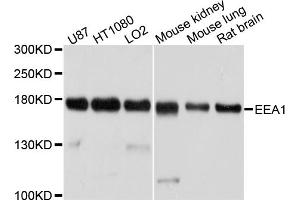 Western blot analysis of extracts of various cell lines, using EEA1 antibody (ABIN4903538) at 1:1000 dilution.
