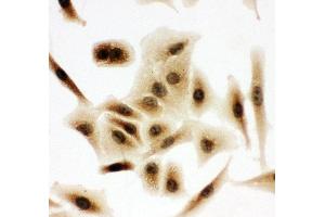 Anti-Bub3 antibody, ICC ICC: A549 Cell (BUB3 antibody  (Middle Region))