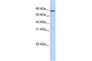 CPEB4 antibody used at 1 ug/ml to detect target protein.