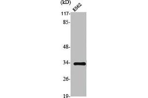 Western Blot analysis of K562 cells using TRADD Polyclonal Antibody (TRADD antibody  (C-Term))