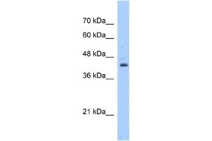 WB Suggested Anti-GNAS Antibody Titration:  1.