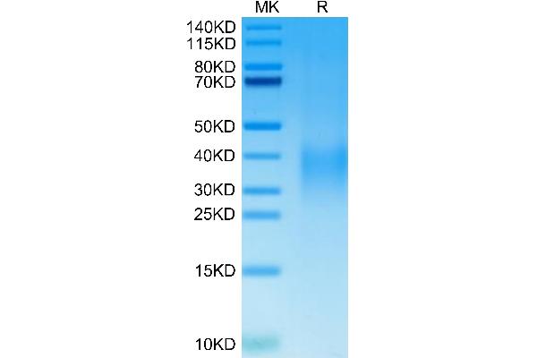 CD235a/GYPA Protein (AA 20-91) (His tag)