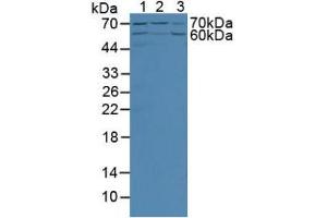 Figure. (Angiopoietin 2 antibody  (AA 89-206))