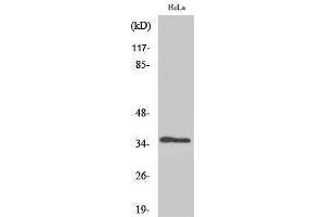 Western Blotting (WB) image for anti-Methionine Adenosyltransferase I, alpha (MAT1A) (Internal Region) antibody (ABIN3175925) (MAT1A antibody  (Internal Region))