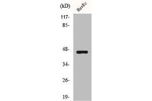 Western Blot analysis of HuvEc cells using BRS-3 Polyclonal Antibody (BRS3 antibody  (Internal Region))