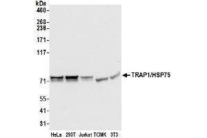 Western Blotting (WB) image for anti-TNF Receptor-Associated Protein 1 (TRAP1) (AA 50-100) antibody (ABIN7455062)