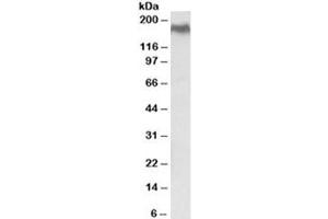 Western blot testing of HEK293 lysate with NPC1 antibody at 0. (NPC1 antibody)