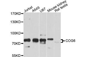 Western blot analysis of extract of various cells, using COG6 antibody. (COG6 antibody)