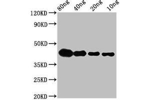 Western Blot Positive WB detected in Recombinant protein All lanes: lta antibody at 2. (LTA antibody  (AA 116-203))