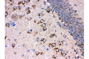 Anti- FE65 Picoband antibody, IHC(P) IHC(P): Rat Brain Tissue (FE65 antibody  (N-Term))