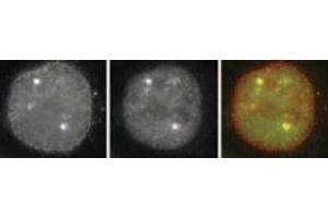 Immunofluorescence (IF) image for anti-Small Ubiquitin Related Modifier Protein 1 (SUMO1) (full length) antibody (FITC) (ABIN2452136) (SUMO1 antibody  (full length) (FITC))