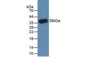 Western blot analysis of recombinant Human PADI3. (PADI3 antibody  (AA 1-300))