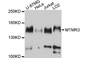 Western blot analysis of extracts of various cell lines, using MTMR3 antibody. (MTMR3 antibody)