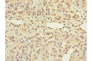 Immunohistochemistry of paraffin-embedded human adrenal gland tissue using ABIN7154562 at dilution of 1:100 (GRPEL1 antibody  (AA 1-217))