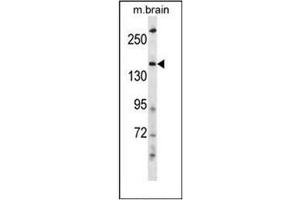 Western blot analysis of HECW2 Antibody (Center) in mouse brain tissue lysates (35ug/lane). (HECW2 antibody  (Middle Region))