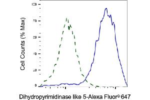Validation of Dihydropyrimidinase like 5 knockdown using flow cytometry.