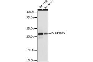 PTGES3 antibody