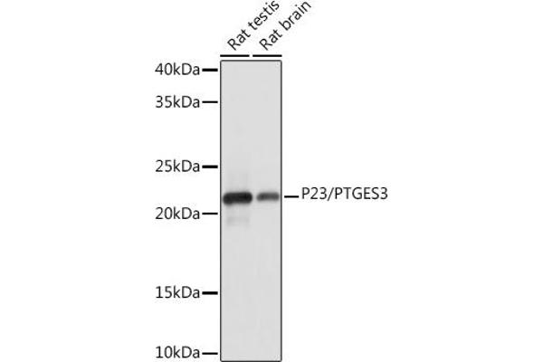 PTGES3 Antikörper