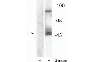 Western Blot of NIH 3T3 cell lysates showing specific immunolabeling of the ~45 kDa MEK 1/2 protein phosphorylated at Ser218 and Ser222. (MEK1/2 antibody  (pSer218, pSer222))