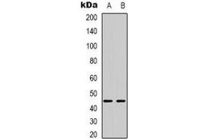Western blot analysis of BTBD6 expression in HepG2 (A), MCF7 (B) whole cell lysates.