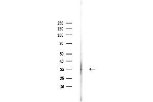 Western blot analysis of lysates from HepG2 cells(heat-shock,45 min treatment), using OR2V1 Antibody at 1/1000 dilution.