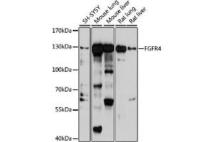 Western blot analysis of extracts of various cell lines, using FGFR4 antibody (ABIN6127895, ABIN6140618, ABIN6140619 and ABIN6223460) at 1:1000 dilution. (FGFR4 antibody  (AA 22-150))