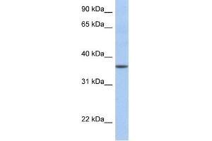 WB Suggested Anti-LFNG Antibody Titration:  0. (LFNG antibody  (N-Term))