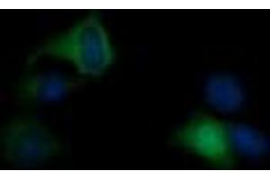 Image no. 1 for anti-RAS P21 Protein Activator (GTPase Activating Protein) 1 (RASA1) antibody (ABIN1500606) (RASA1 antibody)