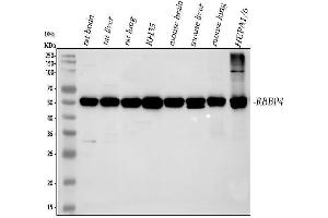 Western blot analysis of RbAp48 using anti-RbAp48 antibody (ABIN3043920). (Retinoblastoma Binding Protein 4 antibody  (C-Term))