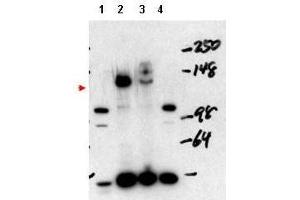 Western blot using  affinity purified anti-NCOA3 antibody shows detection of NCOA3 in mouse liver nuclear extract (lane 1), transient transfected 293 cell lysate (lane 2), HeLa whole cell lysate (lane 3) and mouse thyroid cell nuclear extract (lane 4).