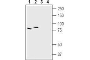 Western blot analysis of mouse kidney (lanes 1 and 3) and rat brain (lanes 2 and 4) lysates: - 1,2.
