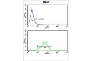 Flow cytometry analysis of Hela cells using LDHA Antibody (Center) Cat. (Lactate Dehydrogenase A antibody  (Middle Region))