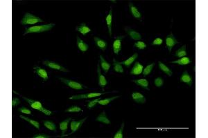 Immunofluorescence of purified MaxPab antibody to IL17C on HeLa cell. (IL17C antibody  (AA 1-197))