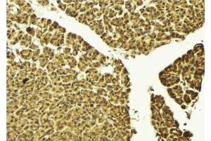 ABIN6274220 at 1/100 staining Mouse pancreas tissue by IHC-P. (TEAD1 antibody  (Internal Region))