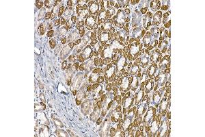 Immunohistochemistry of paraffin-embedded mouse stomach using S Rabbit mAb (ABIN7270501) at dilution of 1:250 (40x lens). (SAMM50 antibody)