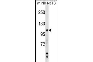 Mouse Sik2 Antibody (Center) (ABIN1538532 and ABIN2849054) western blot analysis in mouse NIH-3T3 cell line lysates (35 μg/lane). (SIK2 antibody  (AA 606-633))