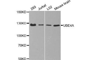 Western Blotting (WB) image for anti-Ubiquitination Factor E4A (UBE4A) antibody (ABIN1875476) (UBE4A antibody)