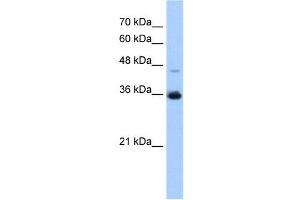 GGPS1 antibody used at 0. (GGPS1 antibody  (C-Term))