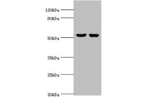 Western blot All lanes: GBA3 antibody at 10 μg/mL Lane 1: Hela whole cell lysate Lane 2: HepG2 whole cell lysate Secondary Goat polyclonal to rabbit IgG at 1/10000 dilution Predicted band size: 54, 19 kDa Observed band size: 54 kDa (GBA3 antibody  (AA 1-162))