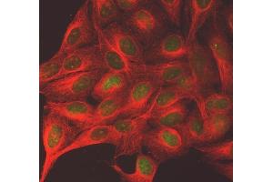 IF analysis of SGO2 and Tubulin alpha using anti-SGO2 antibody (ABIN7602258) and anti-Tubulin alpha antibody (ABIN7600339).
