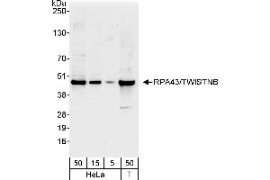 anti-TWIST Neighbor (TWISTNB) (AA 288-338) antibody