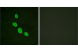 Immunofluorescence analysis of HeLa cells, using C/EBP-epsilon (Ab-74) Antibody. (CEBPE antibody  (AA 40-89))