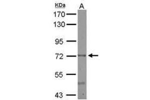 Image no. 2 for anti-Cerebral Endothelial Cell Adhesion Molecule (CERCAM) (AA 14-234) antibody (ABIN1501882) (CERCAM antibody  (AA 14-234))