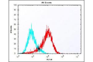 Overlay histogram showing MCF-7 cells stained with (ABIN6242437 and ABIN6577977) (red line). (MELK antibody  (C-Term))