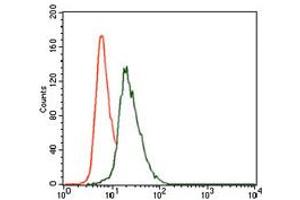 Image no. 4 for anti-Vav 1 Oncogene (VAV1) antibody (ABIN1490879) (VAV1 antibody)